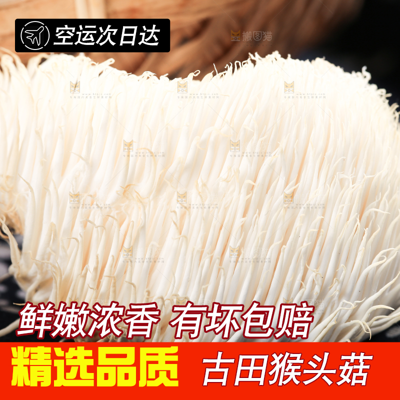 画布底上的猴头菇