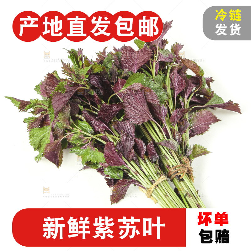白底上的紫苏叶