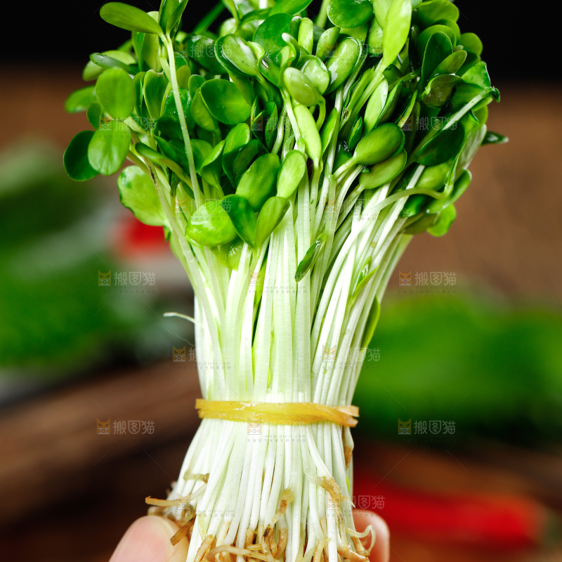 木底上的香椿苗