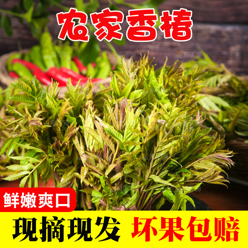 深底上放着一碗沂蒙山香椿芽