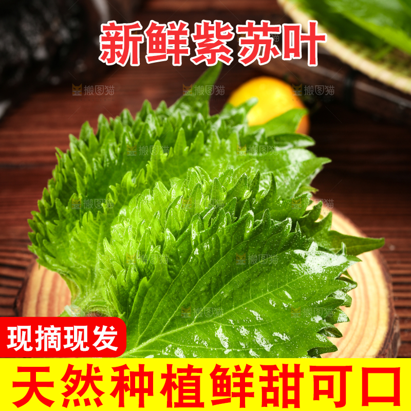 木底上的新鲜紫苏叶