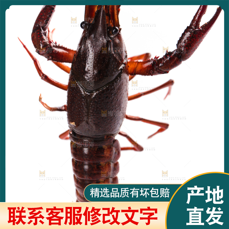 白底上放着潜江小龙虾