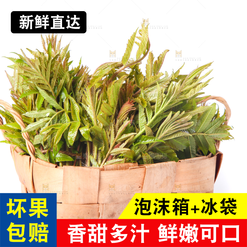 一筐山东香椿放在白底上