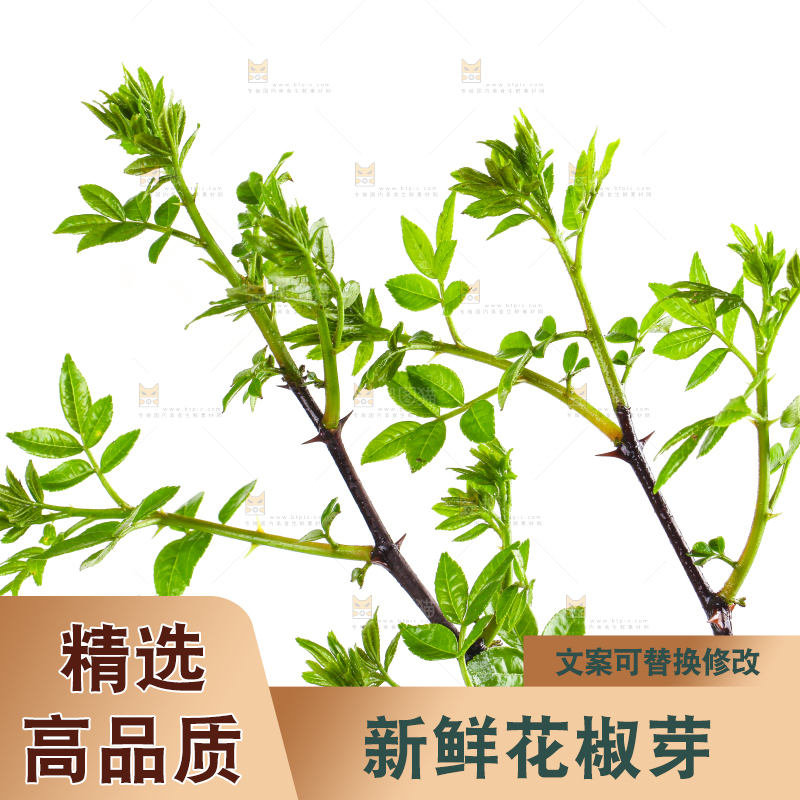 白底上的新鲜花椒芽
