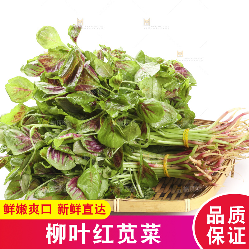白底上放着一盘新鲜的红苋菜