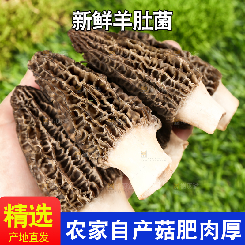 手拿羊肚菌
