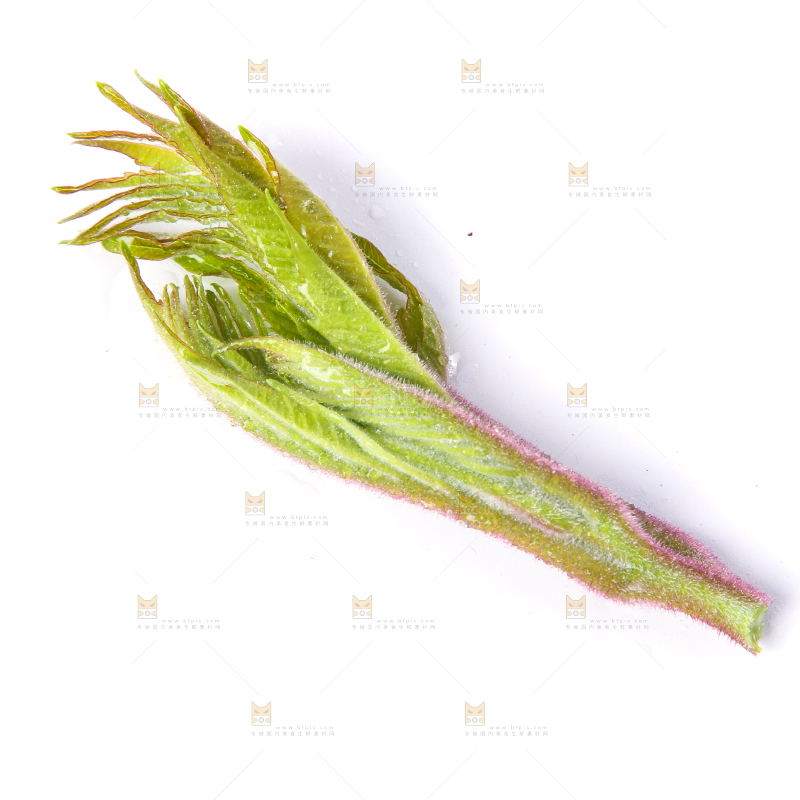白底上放着新鲜香椿芽