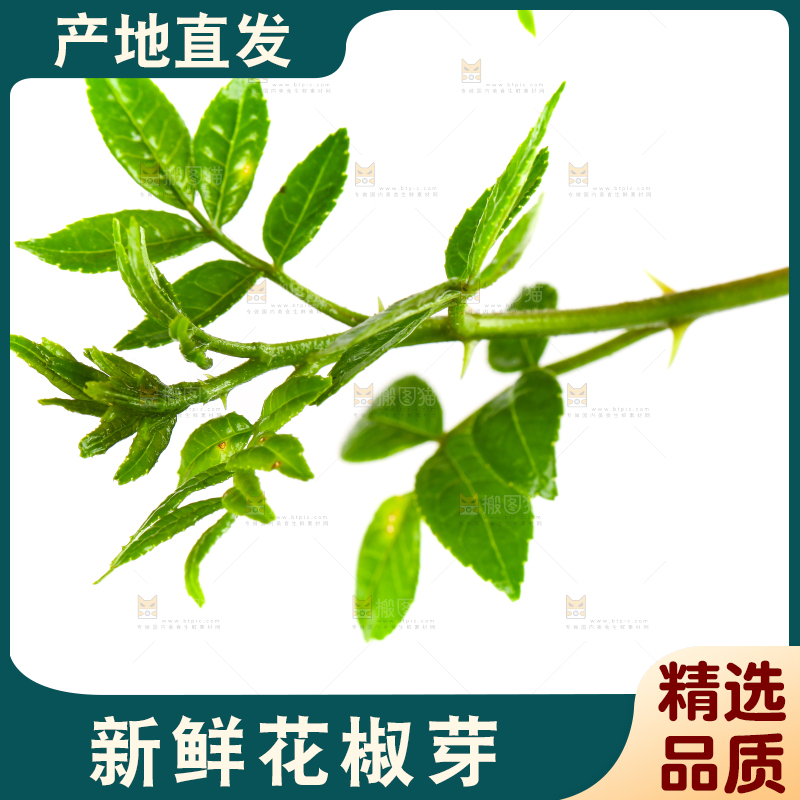 白底上的新鲜花椒芽