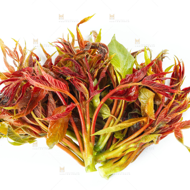 白底上的野生香椿芽