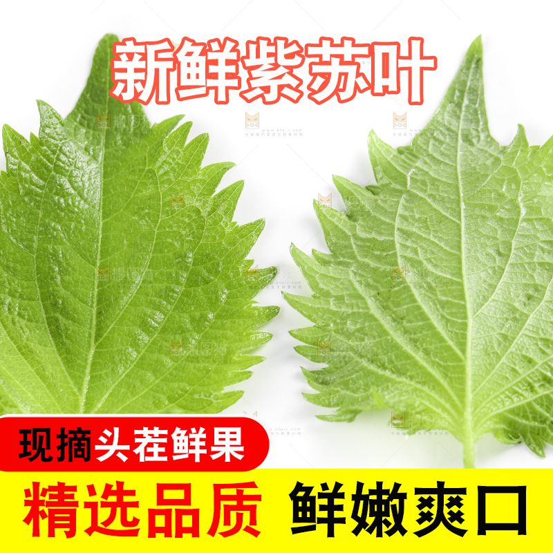 白底上的绿紫苏叶