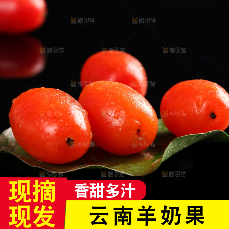 树叶上的云南羊奶果