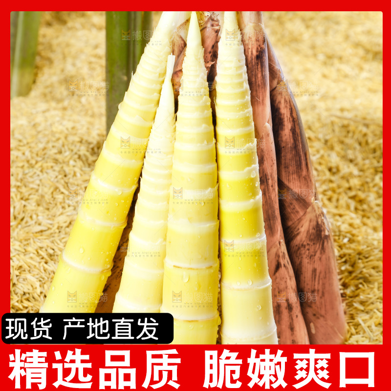 浅底上的春雷笋
