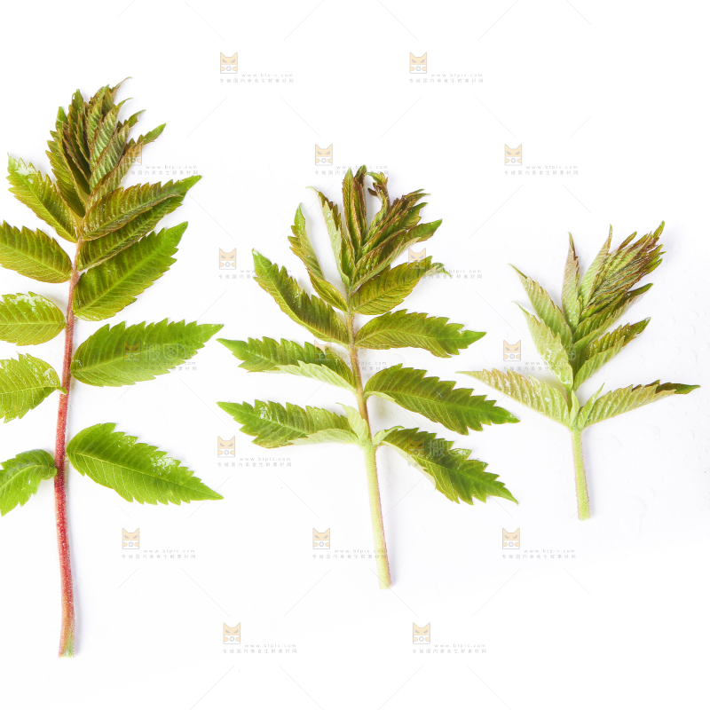 白底上放着新鲜香椿芽