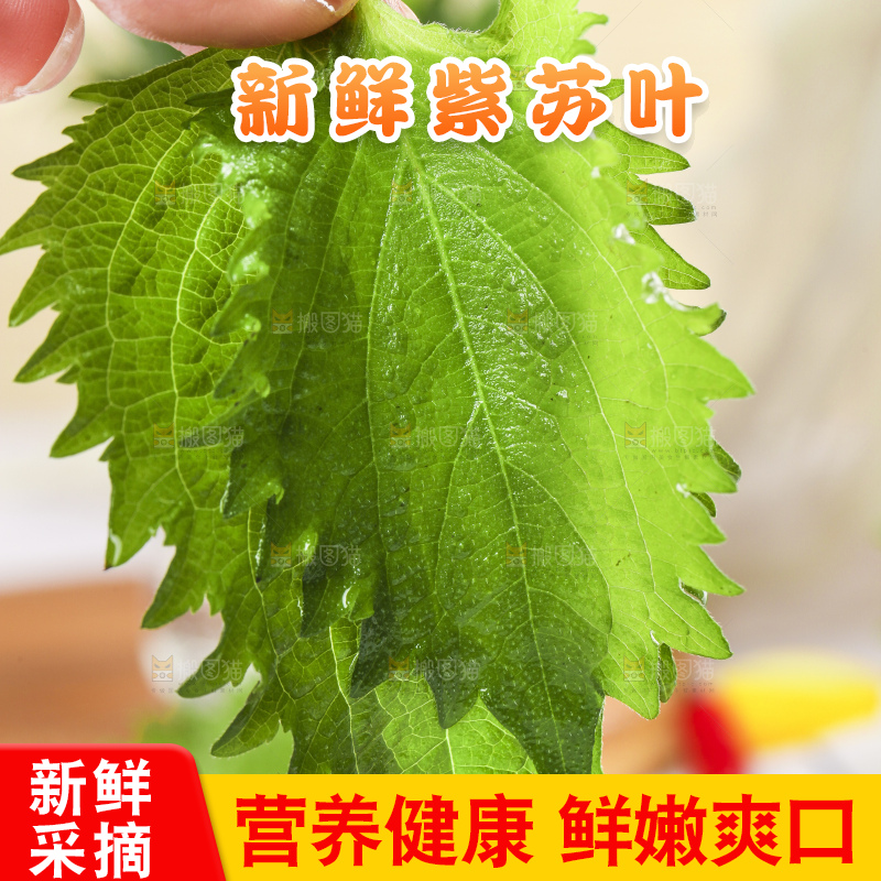 手拿紫苏叶