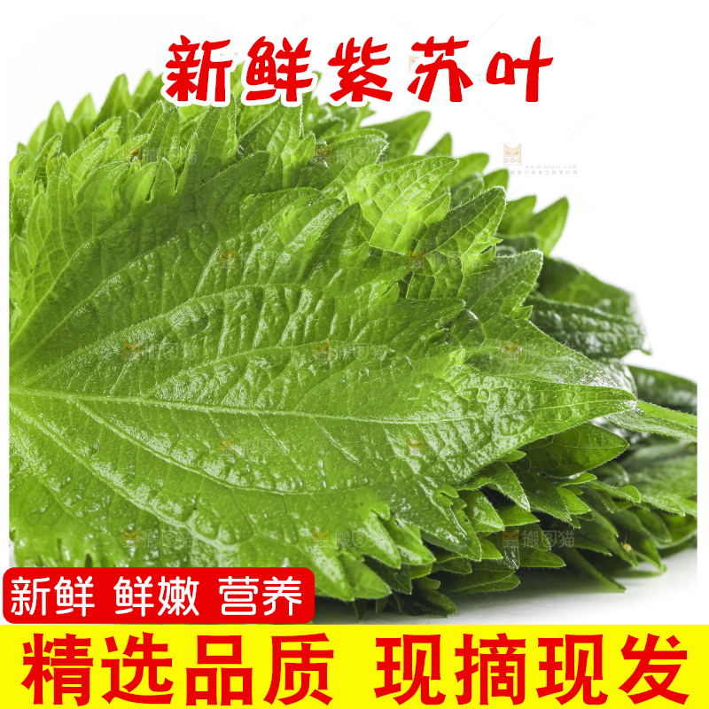 白底上的绿紫苏叶