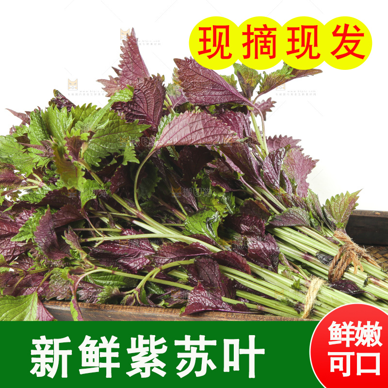 一盘紫苏叶放在白底上
