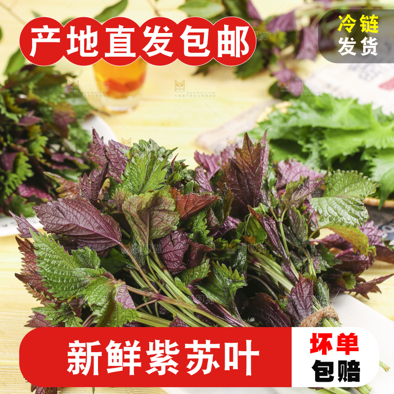 浅底上的紫苏叶