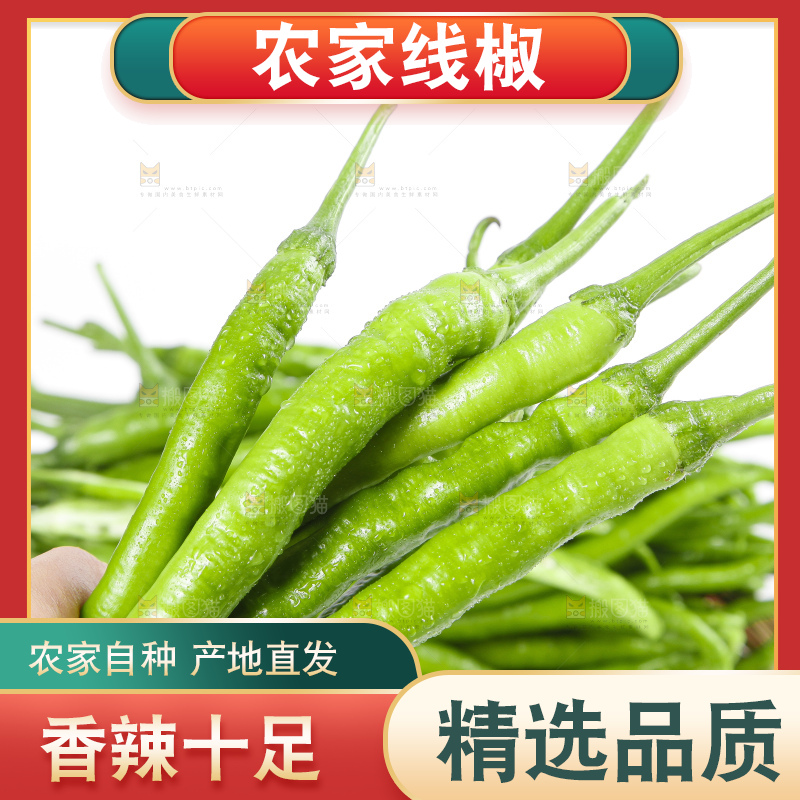 白底上的二荆条辣椒