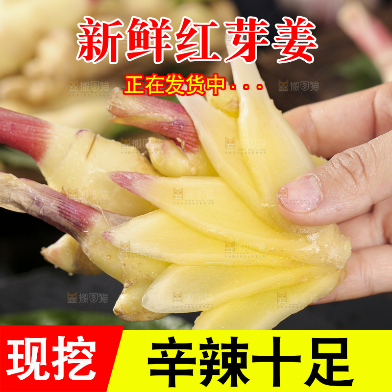 手里拿着红芽姜