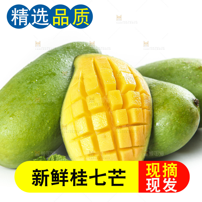 白底上的桂七香芒