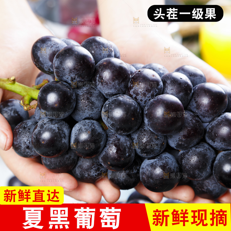 手里拿着黑加仑葡萄