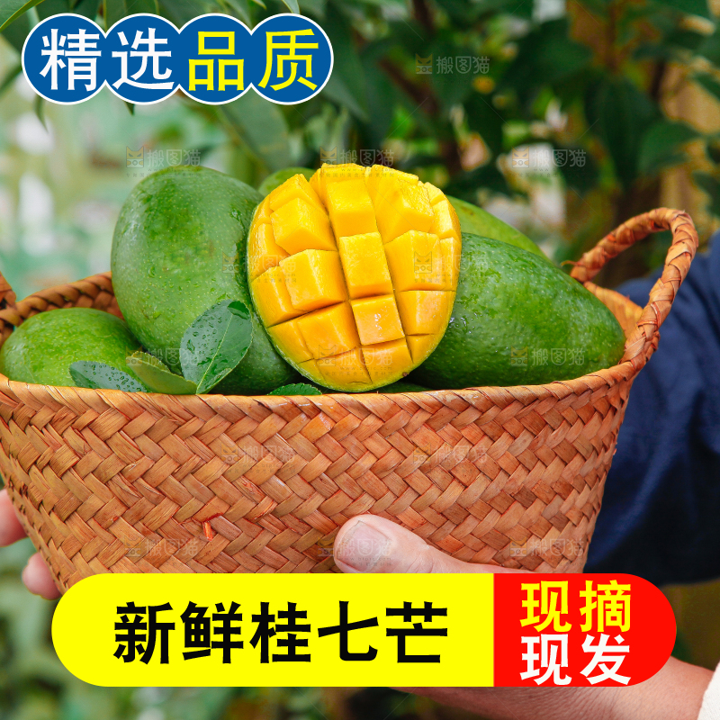 篮子里装着田东桂七芒