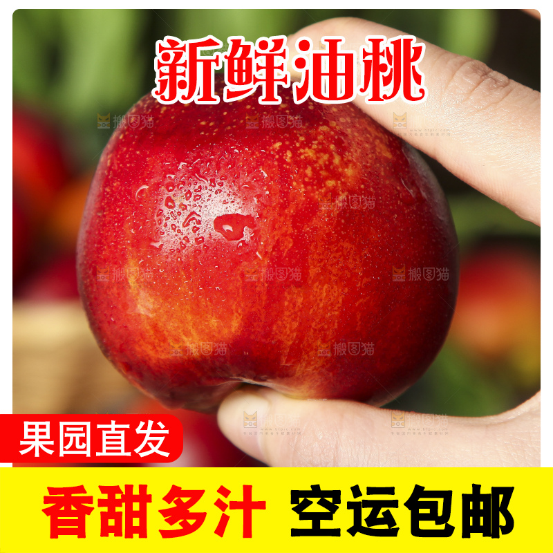 手里拿着山东黄肉油桃