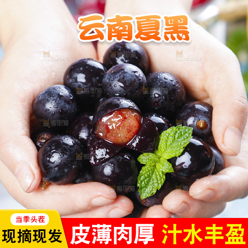 手里拿着黑加仑葡萄
