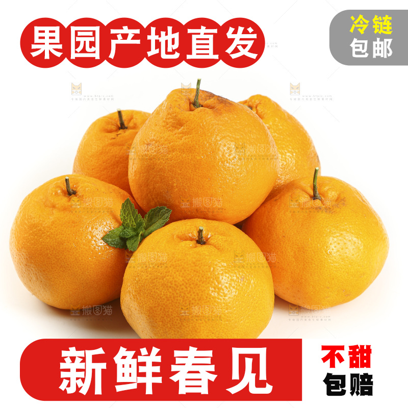 白底上放着一堆春见耙耙柑