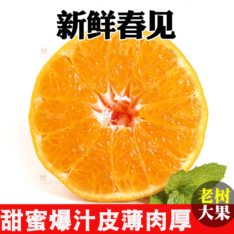 白底上放着一堆春见耙耙柑