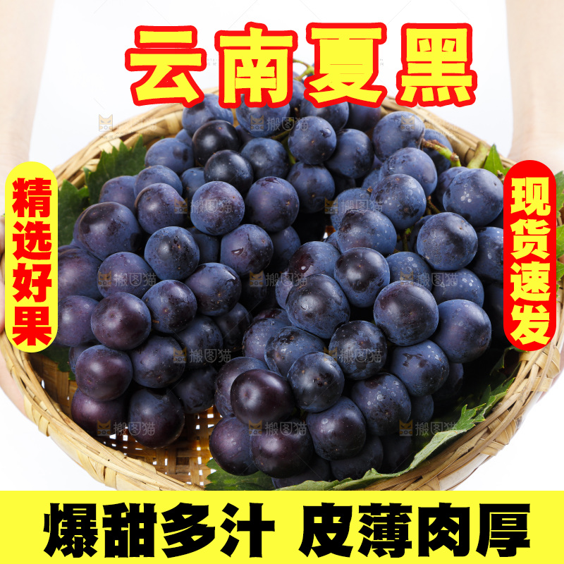 手里拿着黑加仑葡萄