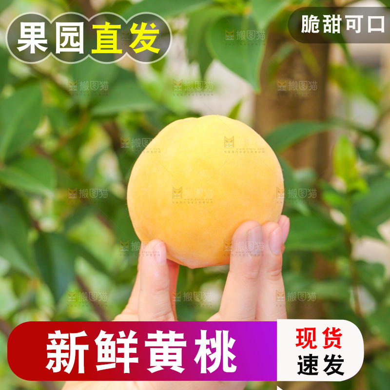 手里拿着黄肉水蜜桃