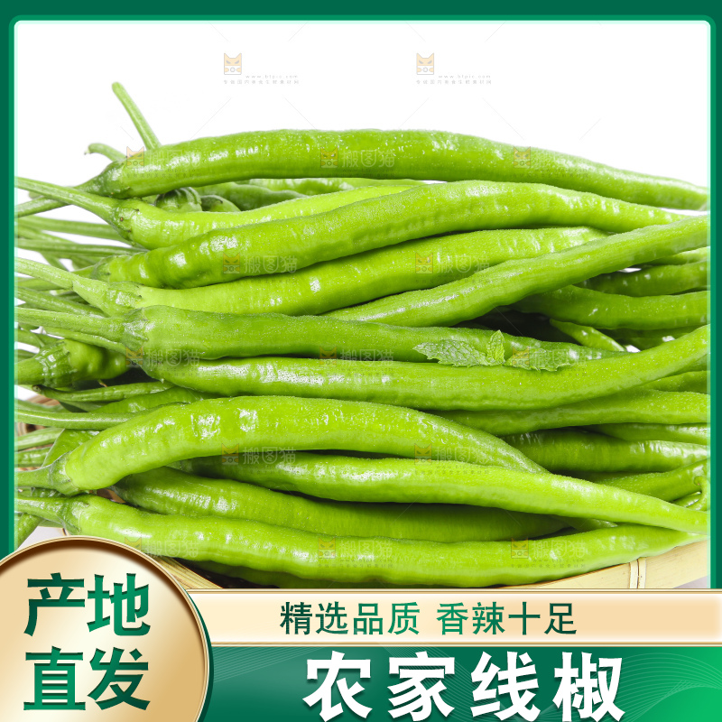 篮子里装着农家线椒