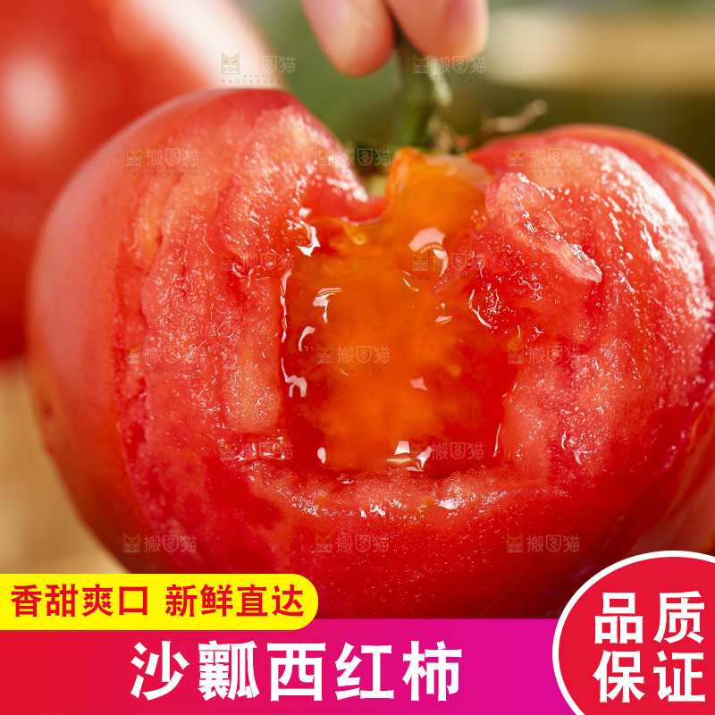 手里拿着米易沙瓤西红柿