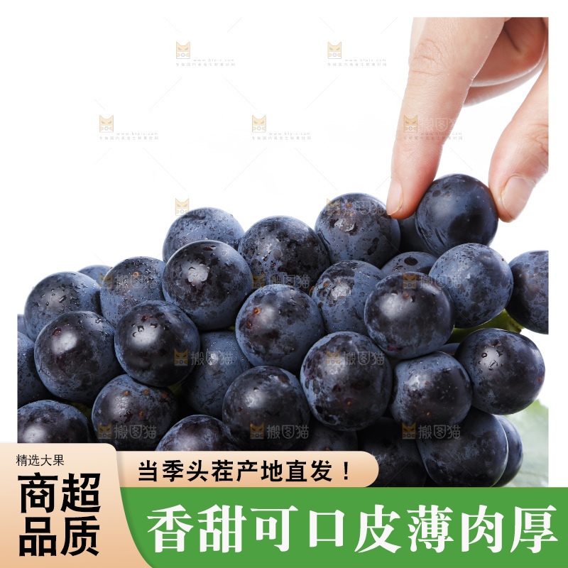 手里拿着黑加仑葡萄