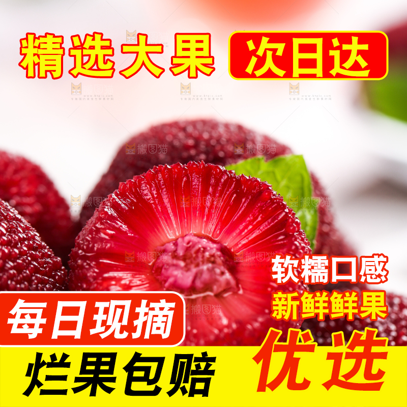 杨梅