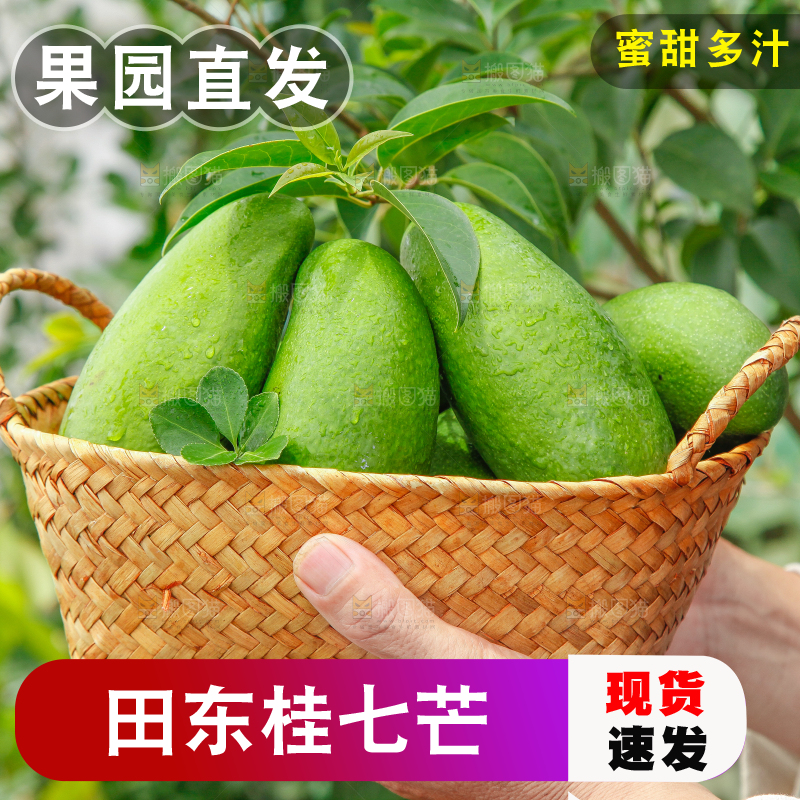 篮子里装着田东桂七芒