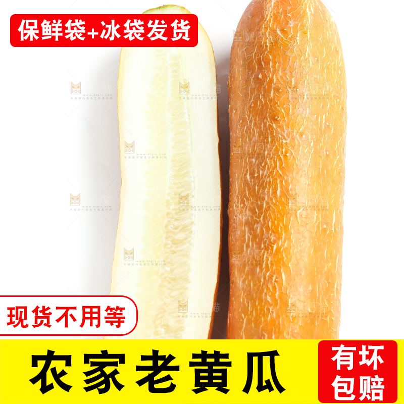 白底上的新鲜老黄瓜