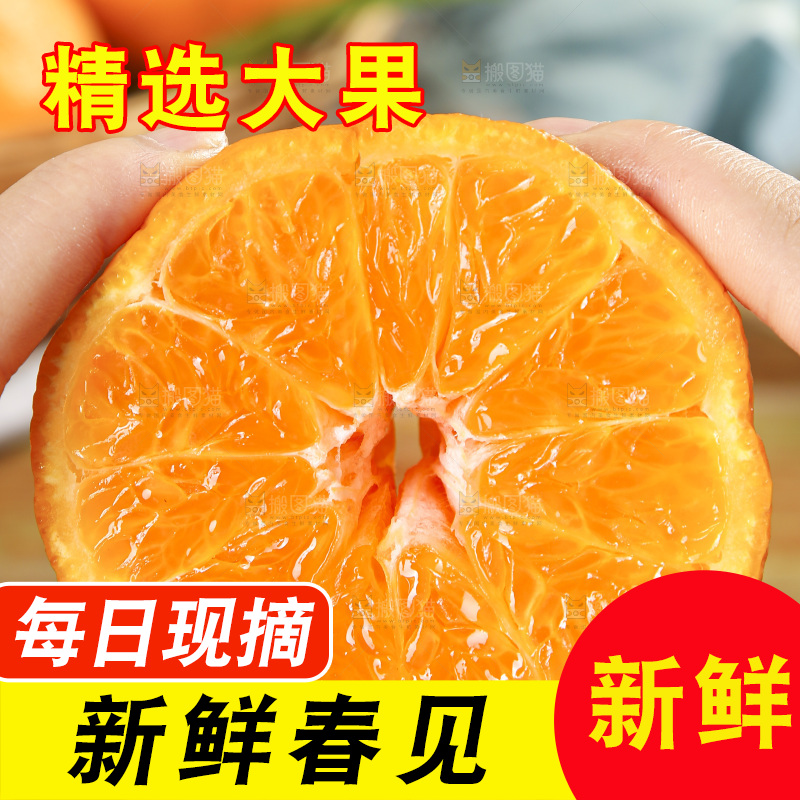 手里拿着四川耙耙柑