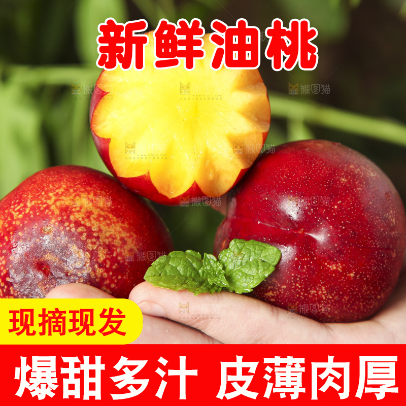 手里拿着山东黄肉油桃