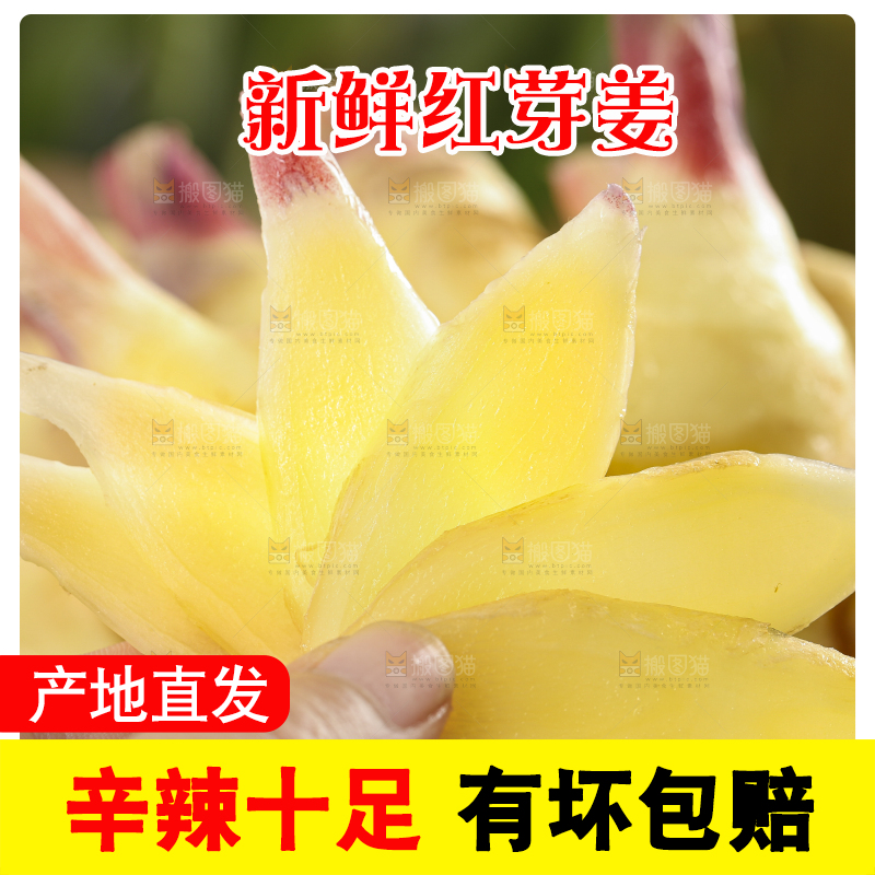 手里拿着红芽姜