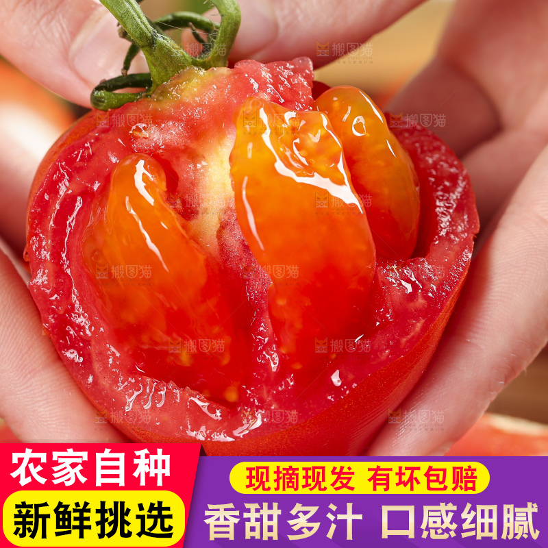 手里拿着新鲜西红柿