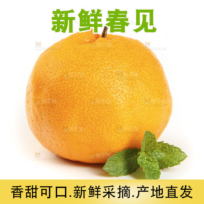 白底上放着一堆春见耙耙柑