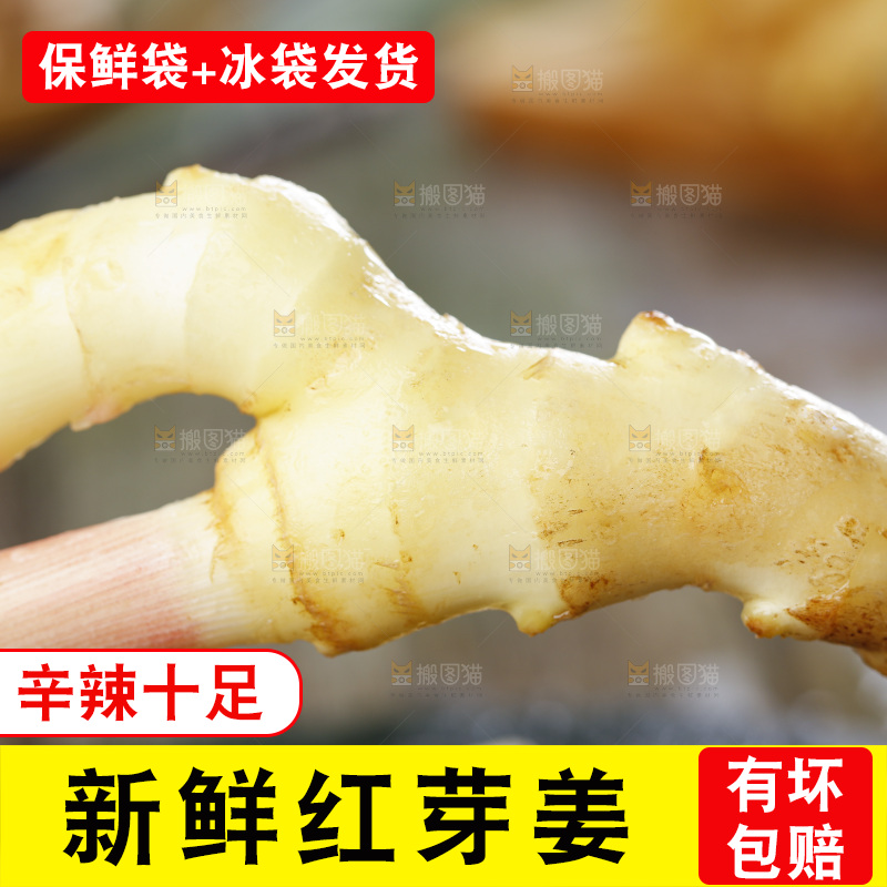 手里拿着山东红芽生姜