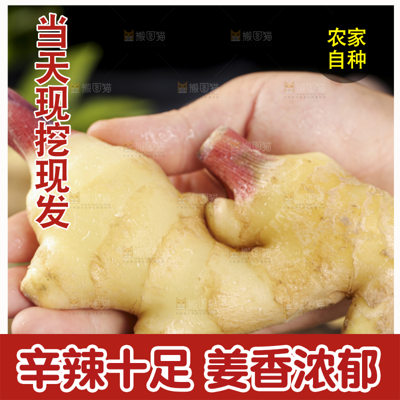 手里拿着红芽姜