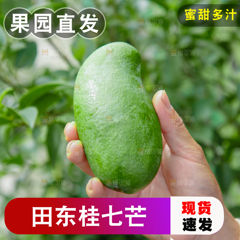 树上挂着桂七芒果