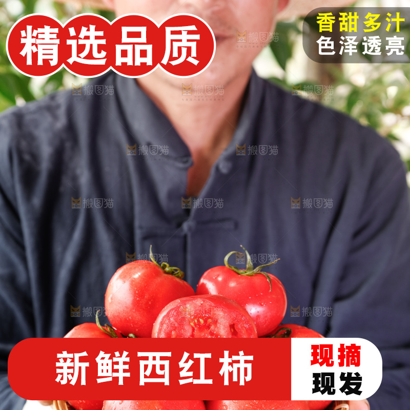 农民手里端着一篮子番茄