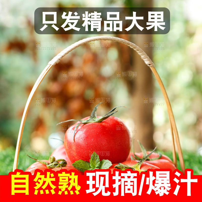 草地上的一堆新鲜西红柿