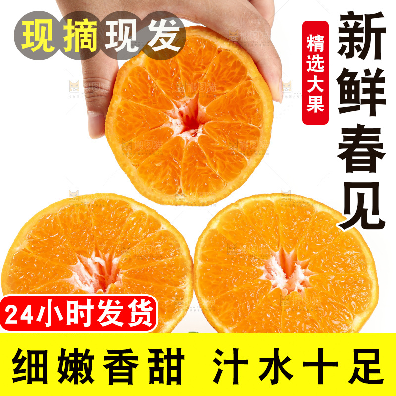 白底上放着一堆春见耙耙柑