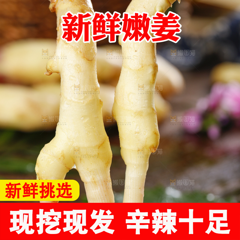 手里拿着四川生姜